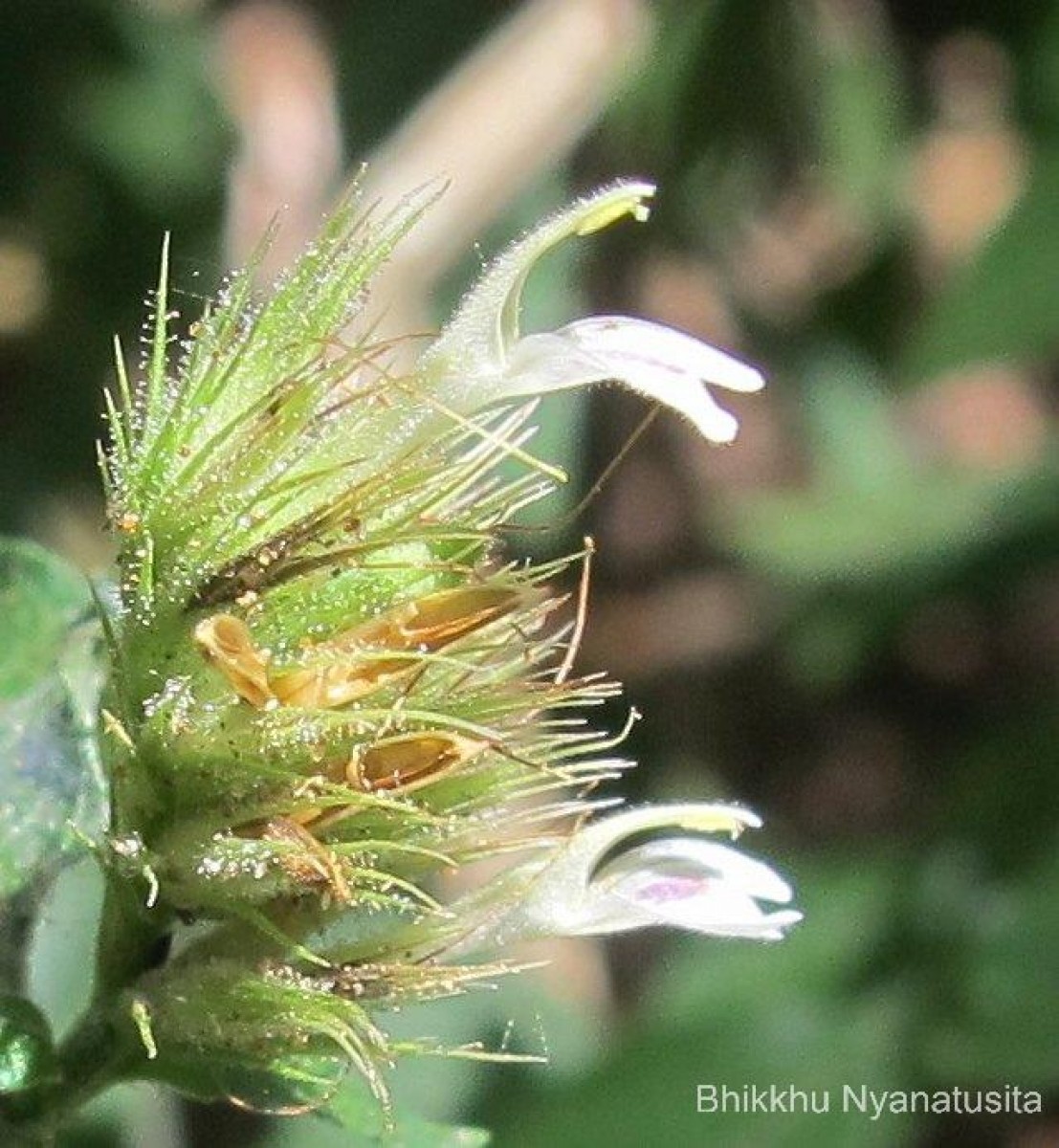 Monothecium aristatum (Nees) T.Anderson